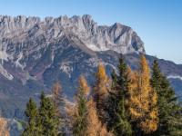 Wilde Kaiser Spitzen oberhalb goldener Lärchen